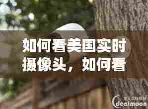 如何看美国实时摄像头,如何看美国实时摄像头监控