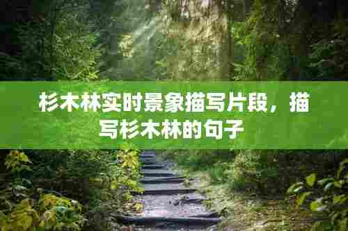 杉木林实时景象描写片段,描写杉木林的句子
