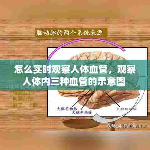 怎么实时观察人体血管，观察人体内三种血管的示意图 
