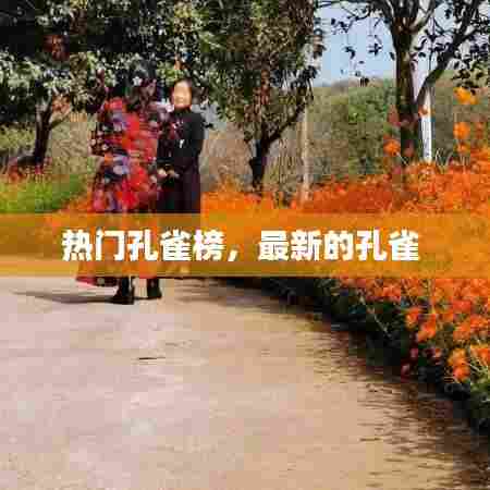 热门孔雀榜,最新的孔雀