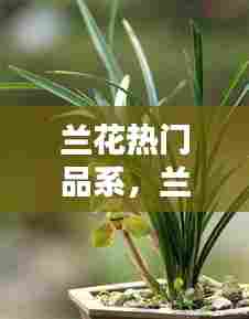 兰花热门品系,兰花热门品系图片
