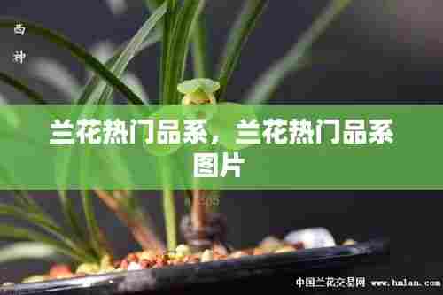 兰花热门品系,兰花热门品系图片