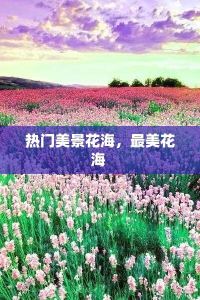 热门美景花海,最美花海