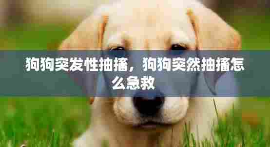 狗狗突发性抽搐,狗狗突然抽搐怎么急救