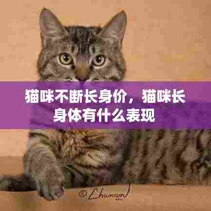 猫咪不断长身价,猫咪长身体有什么表现
