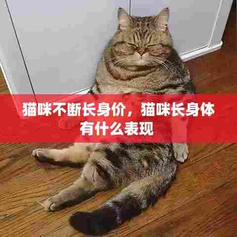 猫咪不断长身价,猫咪长身体有什么表现
