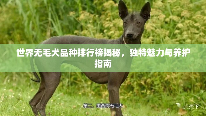 世界无毛犬品种排行榜揭秘，独特魅力与养护指南