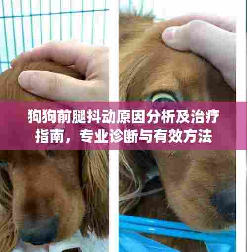 狗狗前腿抖动原因分析及治疗指南，专业诊断与有效方法