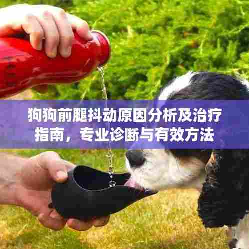 狗狗前腿抖动原因分析及治疗指南,专业诊断与有效方法