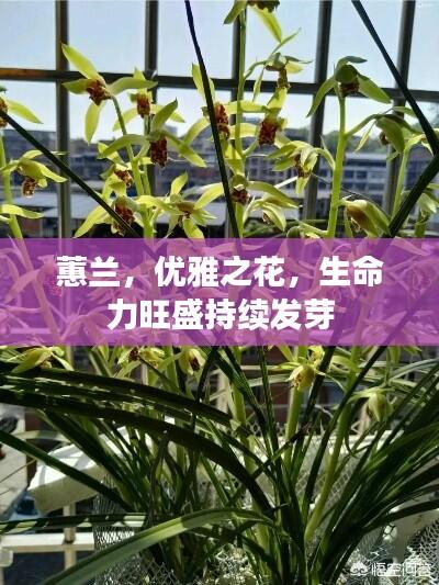 蕙兰,优雅之花,生命力旺盛持续发芽