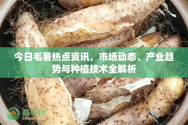 今日毛薯热点资讯,市场动态、产业趋势与种植技术全解析