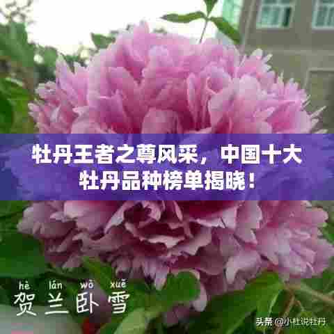 纲举目张 第5页