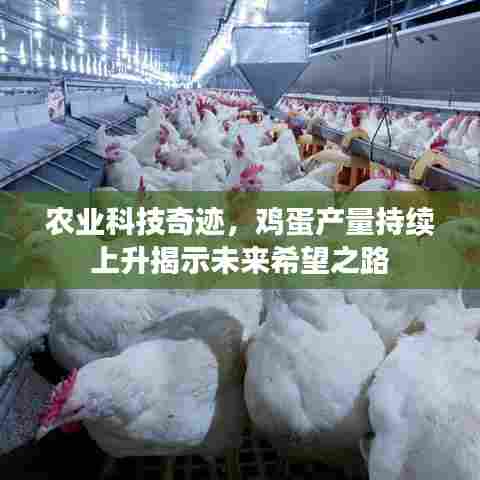 农业科技奇迹，鸡蛋产量持续上升揭示未来希望之路