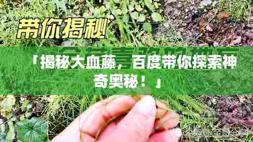 「揭秘大血藤，百度带你探索神奇奥秘！」