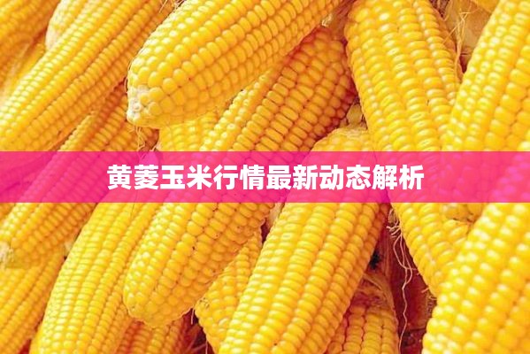 黄菱玉米行情最新动态解析