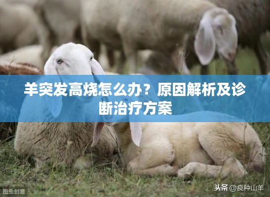 羊突发高烧怎么办?原因解析及诊断治疗方案