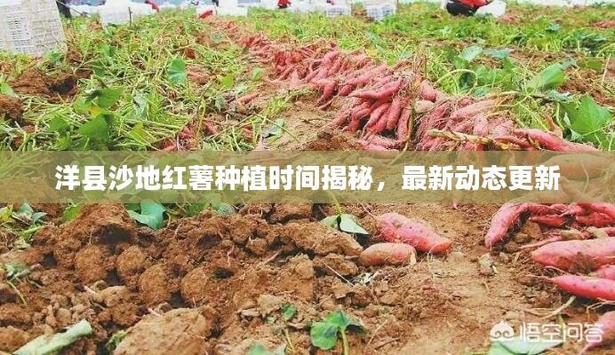 洋县沙地红薯种植时间揭秘,最新动态更新