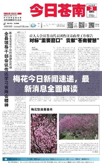 梅花今日新闻速递,最新消息全面解读