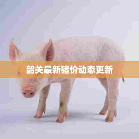 韶关最新猪价动态更新