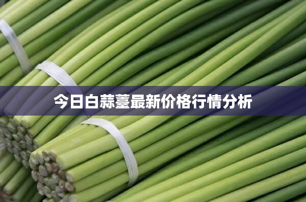 今日白蒜薹最新价格行情分析
