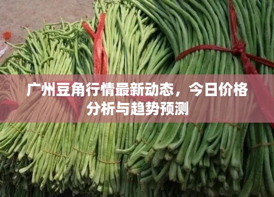 广州豆角行情最新动态,今日价格分析与趋势预测