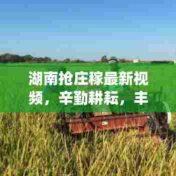 湖南抢庄稼最新视频,辛勤耕耘,丰收时刻的感人瞬间