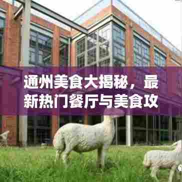 通州美食大揭秘，最新热门餐厅与美食攻略！