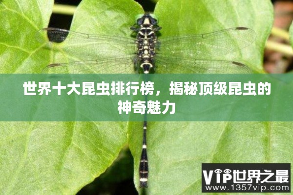世界十大昆虫排行榜，揭秘顶级昆虫的神奇魅力