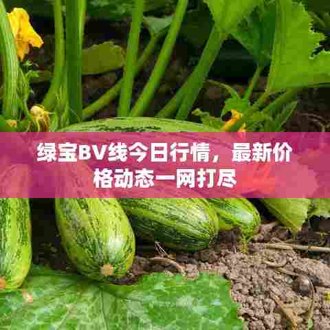 绿宝BV线今日行情,最新价格动态一网打尽