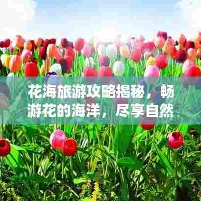 花海旅游攻略揭秘，畅游花的海洋，尽享自然之美盛宴！
