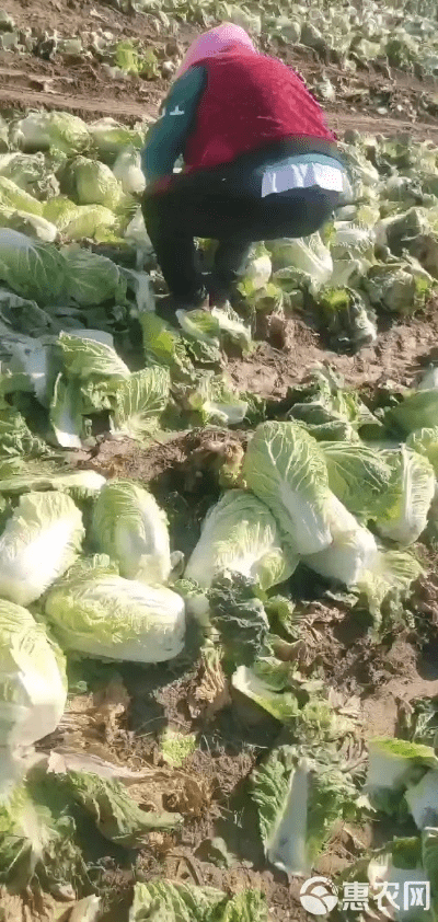 大白菜老版本,实地调研解释定义-6DM_v4.726